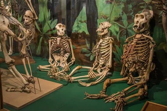 University of Aberdeen Zoology Museum