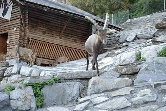 Alpine Wildlife Park Interlaken