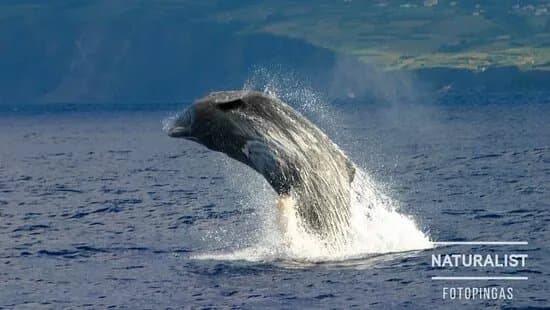Naturalist - Science & Tourism
