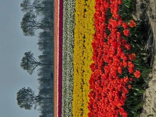 Kwekerij Siem Munster (Tulip Excursion)