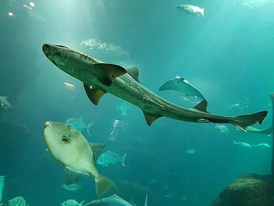 Aquario da Madeira