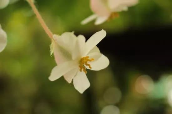 Conservatoire Du Begonia