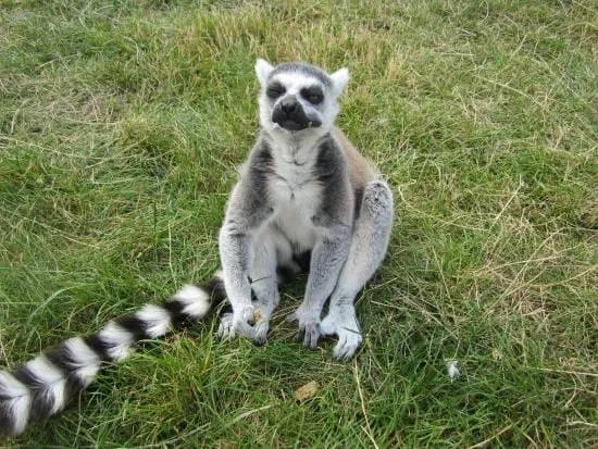 Reaseheath Mini Zoo