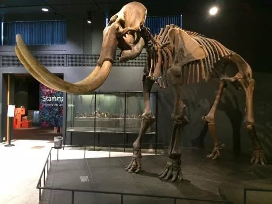 Zoologisches Museum der Universitat Zurich