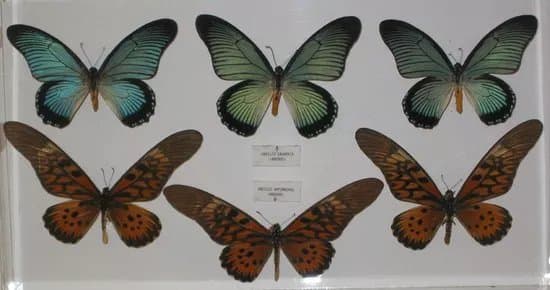 Museo Mariposas del Mundo