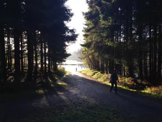 Cratloe Woods