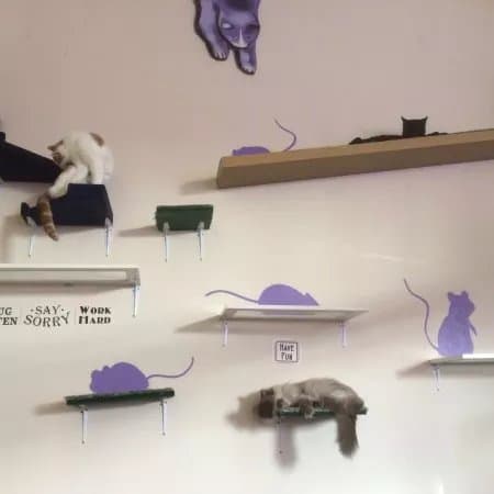 Purrple Cat Cafe