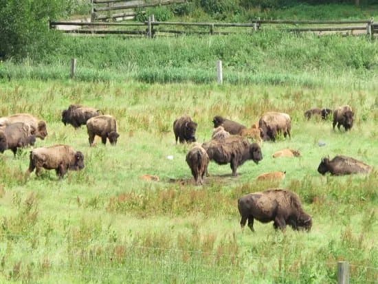 Ditlevsdal Bison Farm