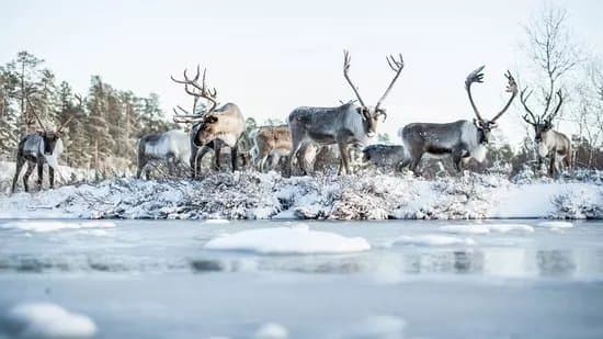 Inari Reindeer Farm