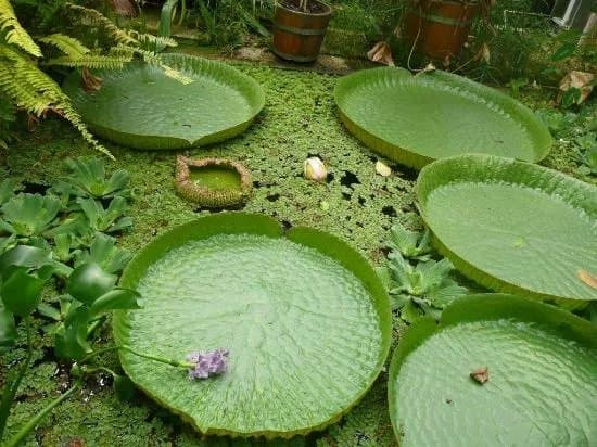 Botanical Garden (Botanischer Garten)
