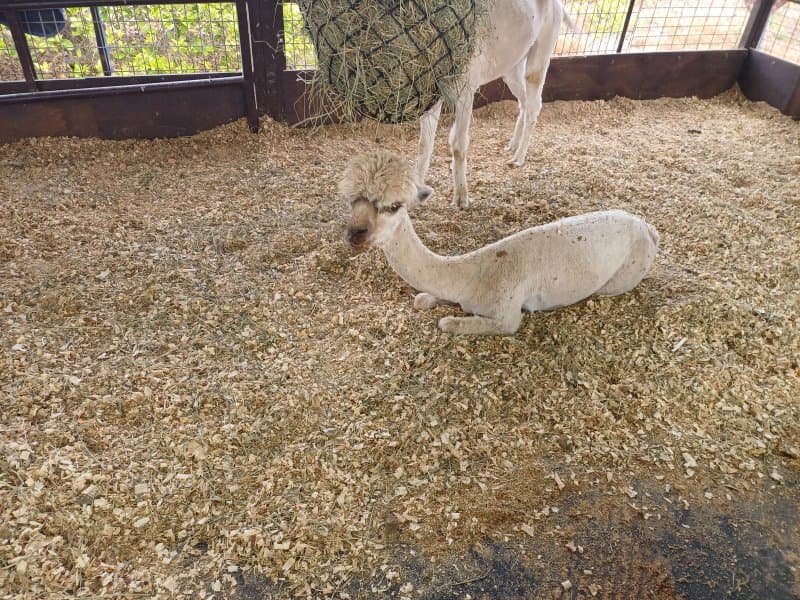 Hugo's Home Farm