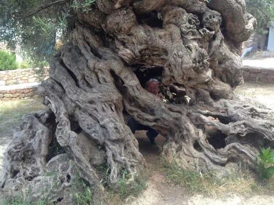 Olive Tree Museum