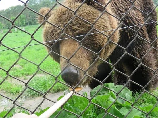 Bear Farm