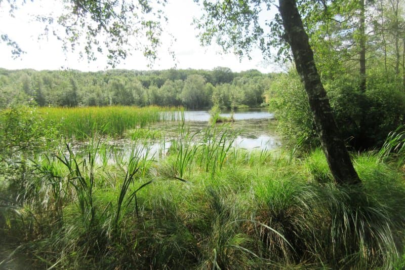 Skjernaens Udspring