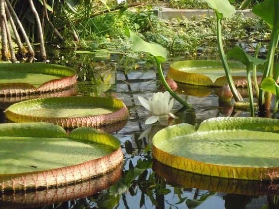 Botanischen Garten der Universitat Basel