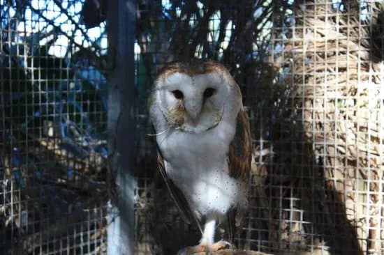 Birdpark Malta
