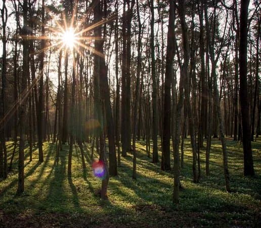 Botanical reserve of Vidzgiris