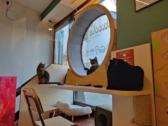 Gatizole Cat Cafe