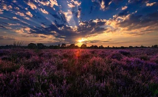 Kampina