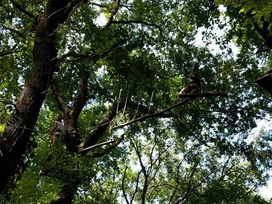 Parc Arbor et Sens