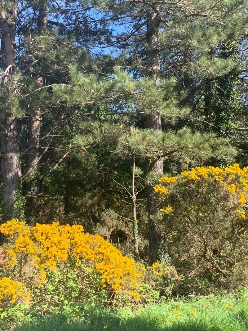 Carrickgollogan Forest