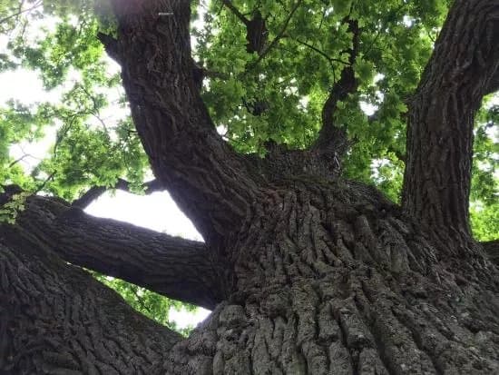 Kauguri Giant Oak