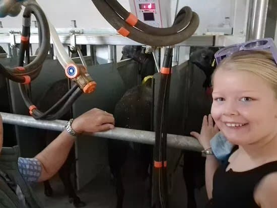 Las Cabras De Mam