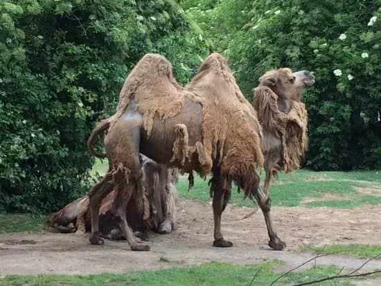 Kolner Zoo