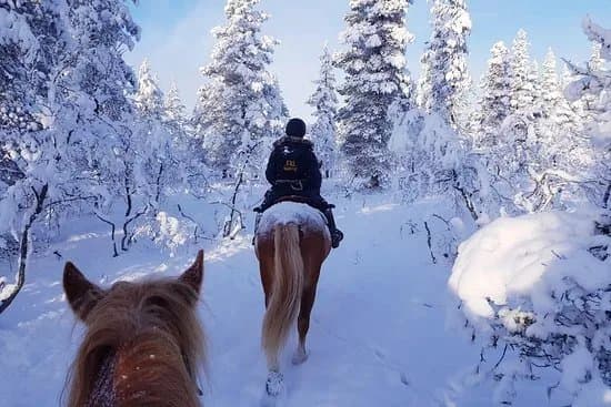 Polaris Point Horses