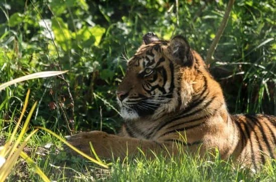 Manor Wildlife Park