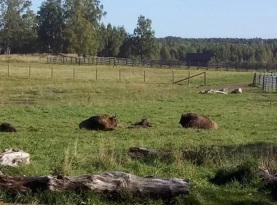 Avesta Visentpark