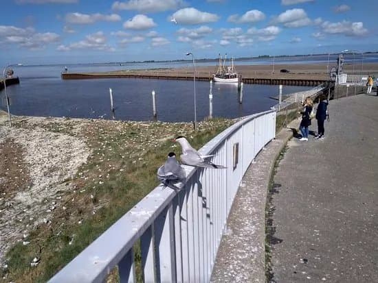 Eider Barrage