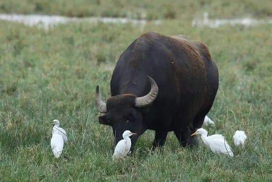 Wings of Hungary - birding and nature tours