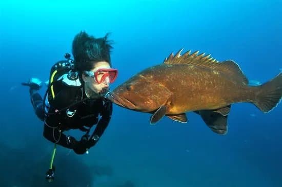 European Diving School