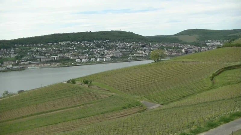 Ruedesheimer Berg "Roseneck "