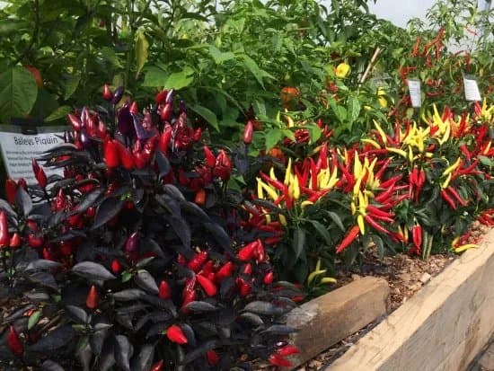 South Devon Chilli Farm