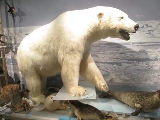 The Polar Bear Society