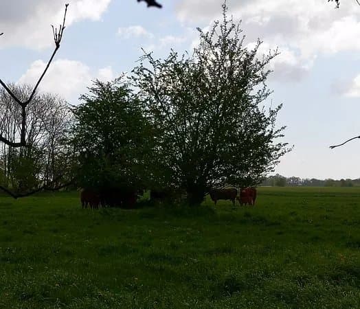 Fuglsang Og Skejten