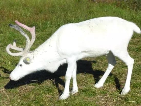 Inga Sami Siida