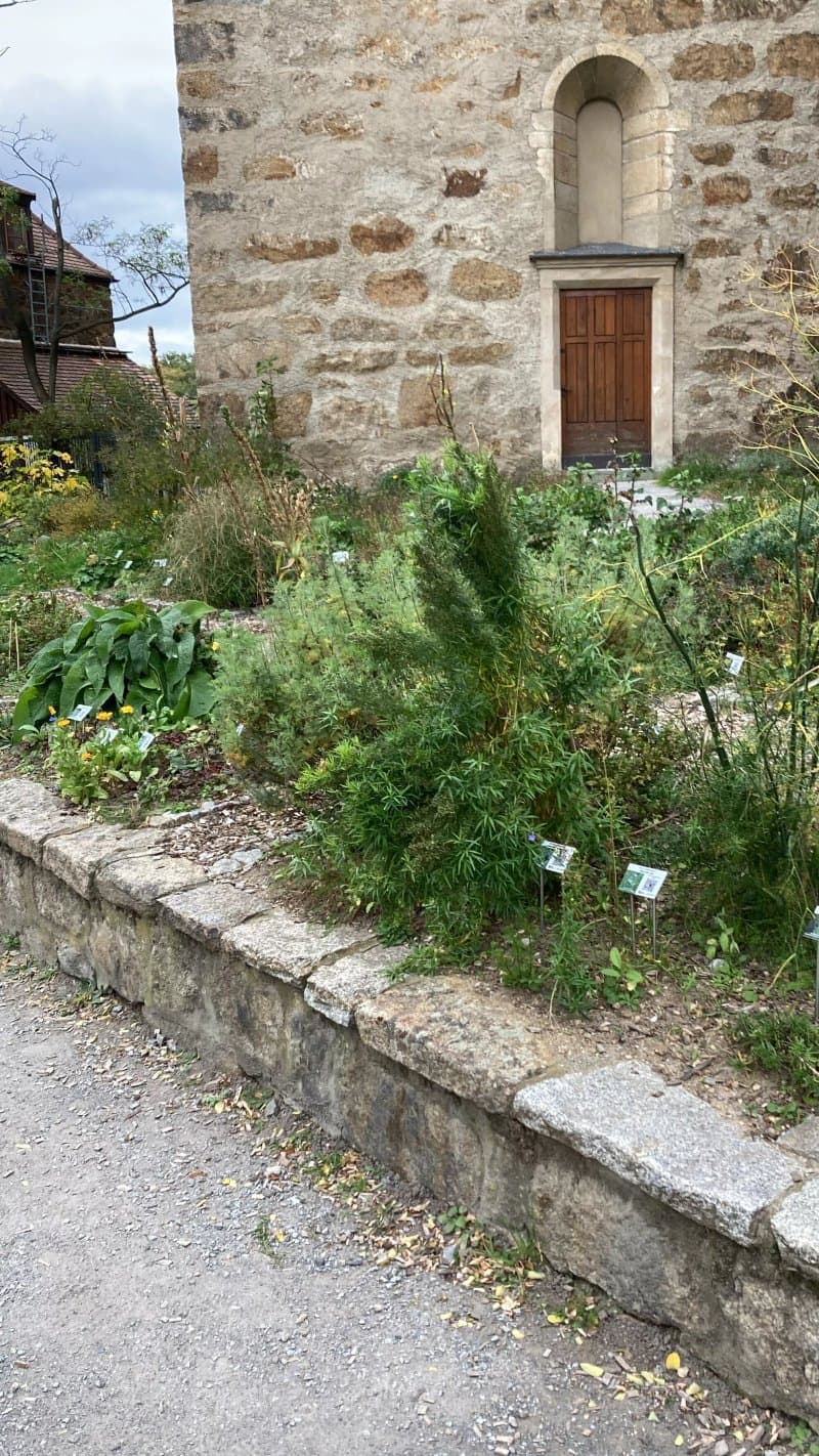 Krauter- und Apothekergarten Michaeliskirche
