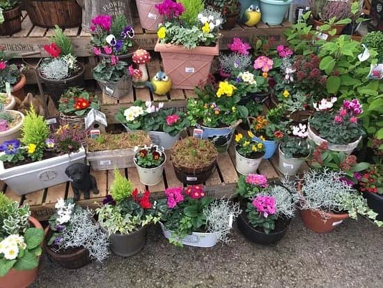Hollybeck Nurseries