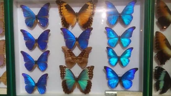 Entomological Museum of Volos