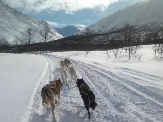 Northern Light Dog Adventure