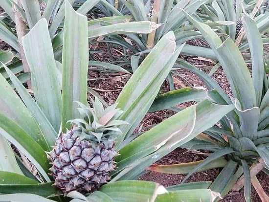 Arruda Pineapple Plantation