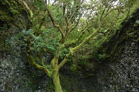 Garoe arbol santo