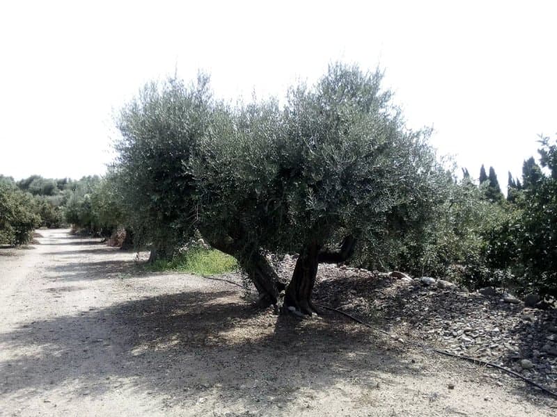 Celler Diaz