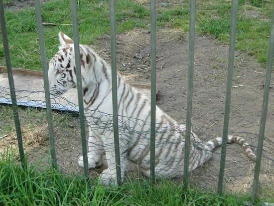 Parc des Grands Felins