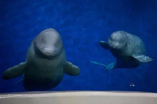 SEA LIFE Trust Beluga Whale Sanctuary