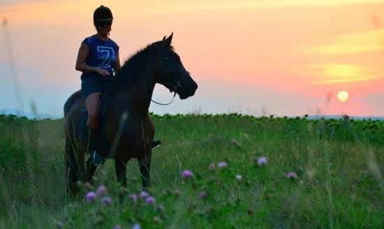 Horse N Around Bulgaria