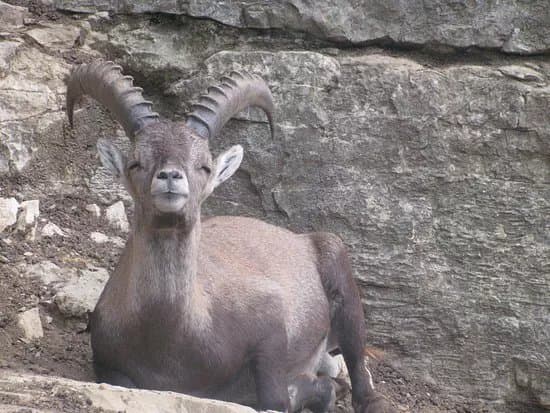 Parc zoologique Bienne